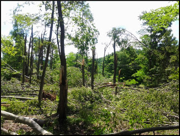 Tree damage in the Hamden, NY area.  Click for a larger view.